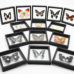 2pcs Real Rare Specimen Photo Frame Butterfly Decoration Wall Decoration Nursery Display Frame Special Creative Gifts