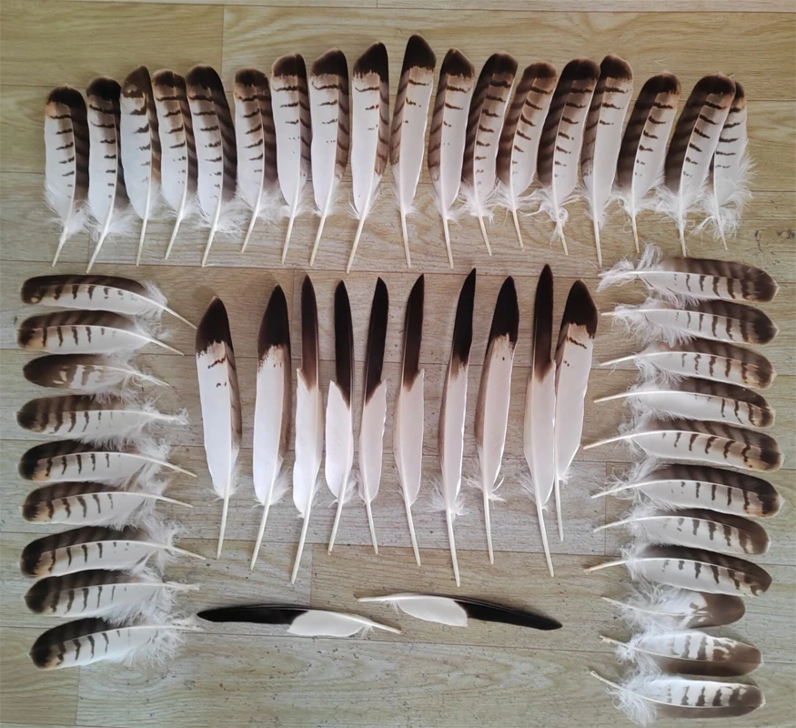 50Pcs 8-16 Inches 20-40CM High Quality Pretty Natural Eagle Bird Feathers, Decorative Quill Feathers for Costume Clothing