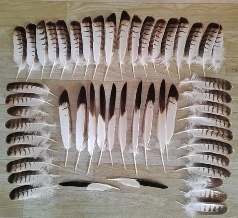 50Pcs 10-16 Inches 25-40CM High Quality Pretty Natural Eagle Bird Feathers, Decorative Quill Feathers for Costume Clothing
