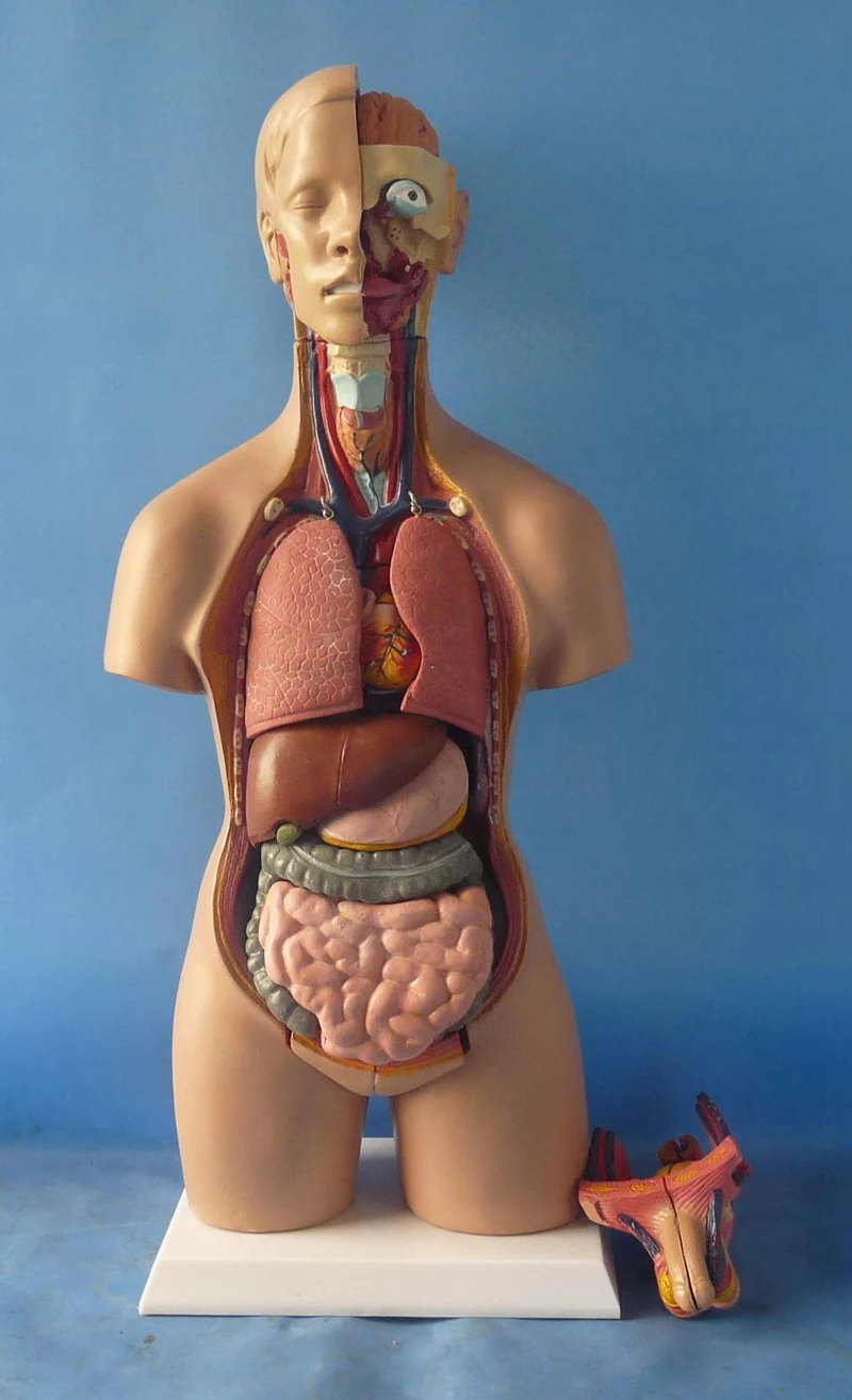 55cm Human Torso Model Assembled Medical Model Human Anatomy Body Bisexual Anatomical Model Assembly Science Educational Toys