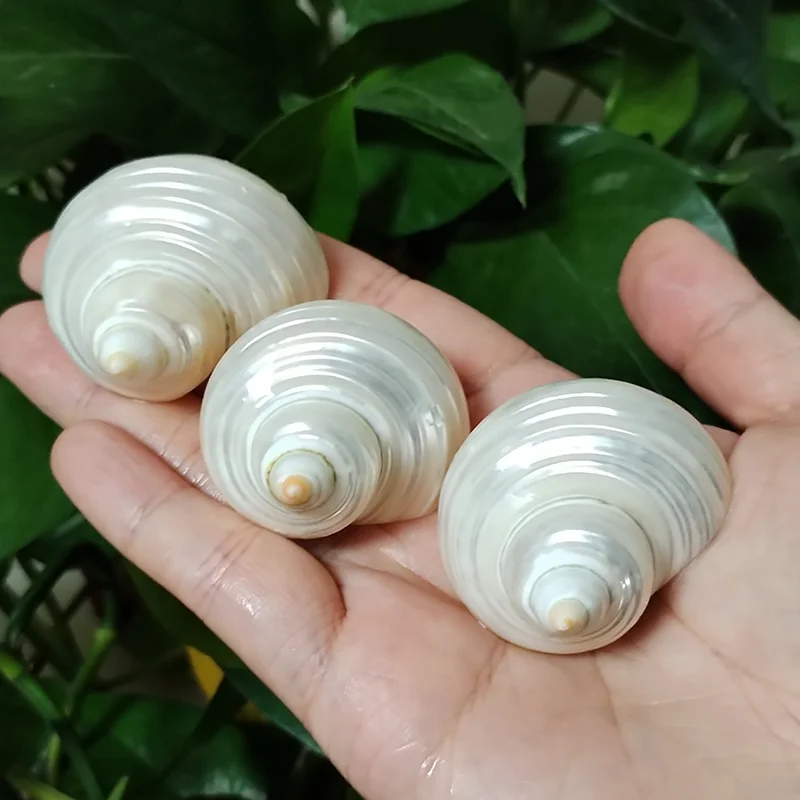 3 PCS Silver Turbo Shells Polished Pearl Hermit Crabs Seashells For Collectors and Crafters Fish Tank Decorations Party Decors