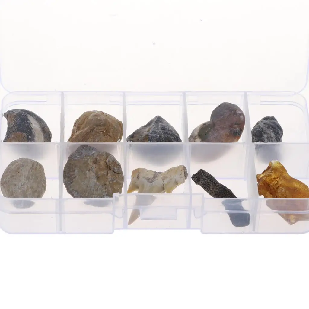 Ferramenta de ensino em sala de aula, kit de coleção de fósseis, brinquedo científico educacional multicolorido para escola e estudo doméstico