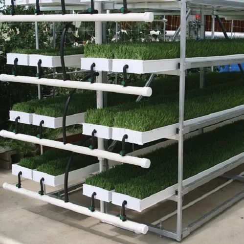 One-one hydroponic soy bean sprouts growing system mung bean for sprouting bean sprout machine