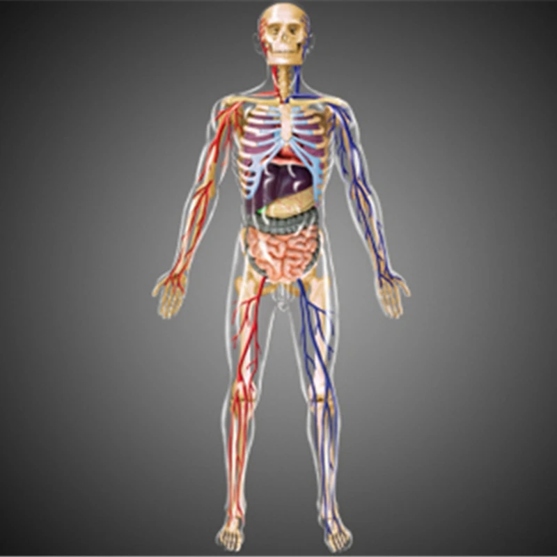 -Tułów Model ludzkiego ciała edukacja narządów wewnętrznych Model dla studentów nauczania nauki przezroczysty Model montażu