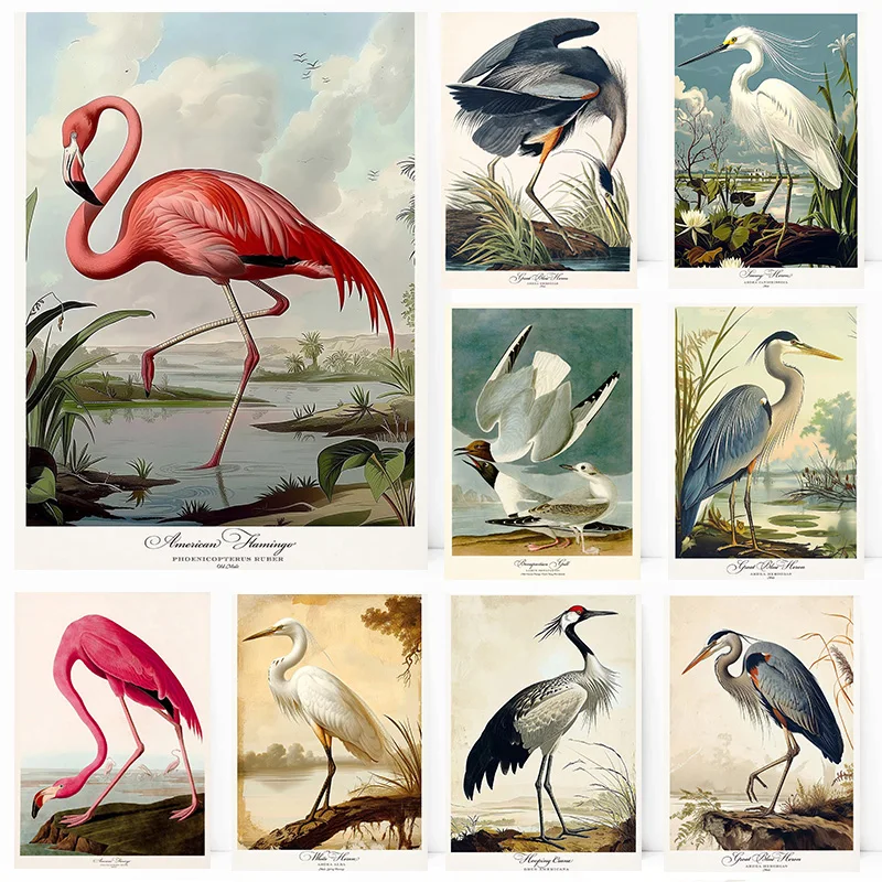 Vintage Audubon Style Bird American Flamingo Bonapartian Gull Poster Print Wall Art Pictures Canvas Painting Room Home Decor