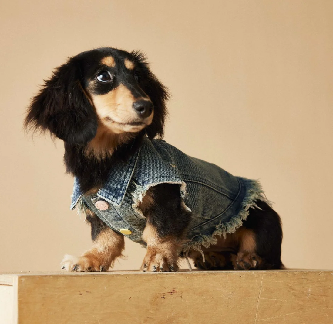 Sleeveless Cowboy Vest Dog Tank Top Tony Bears Teddy Schnauzer Marquis Love Spring Summer New Fashionable Dog Vest for Spring Su view 4