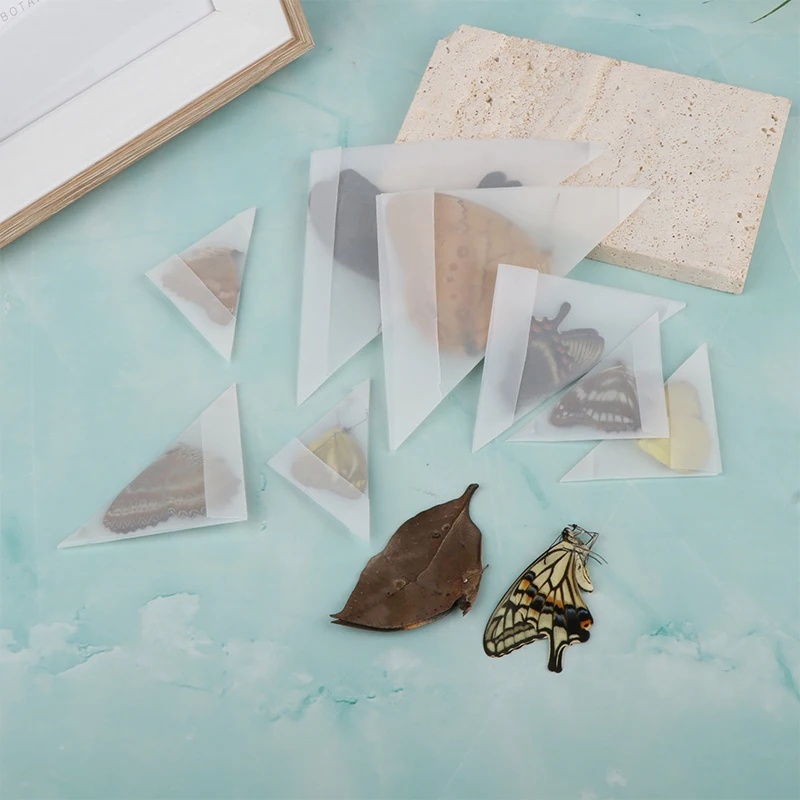 5Pcs Real Butterfly Specimens Without Spreading Wings DIY Practice Making Materials Various Protobutterfly Insects