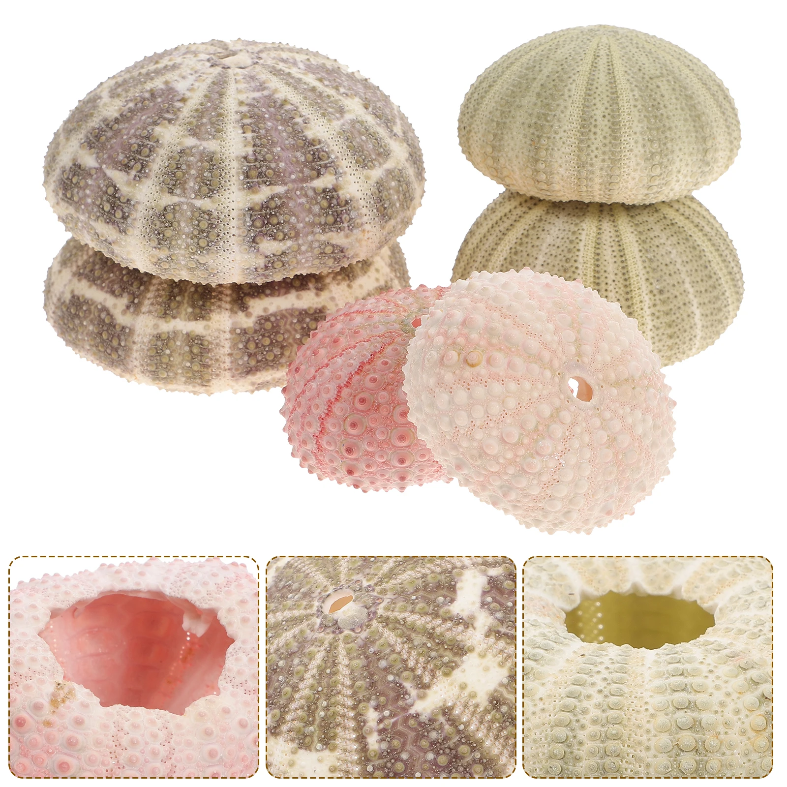 

6 Pcs Sea Urchin Shell Plant Ocean Decor Aquarium Ornaments Decors Decorations Crafts