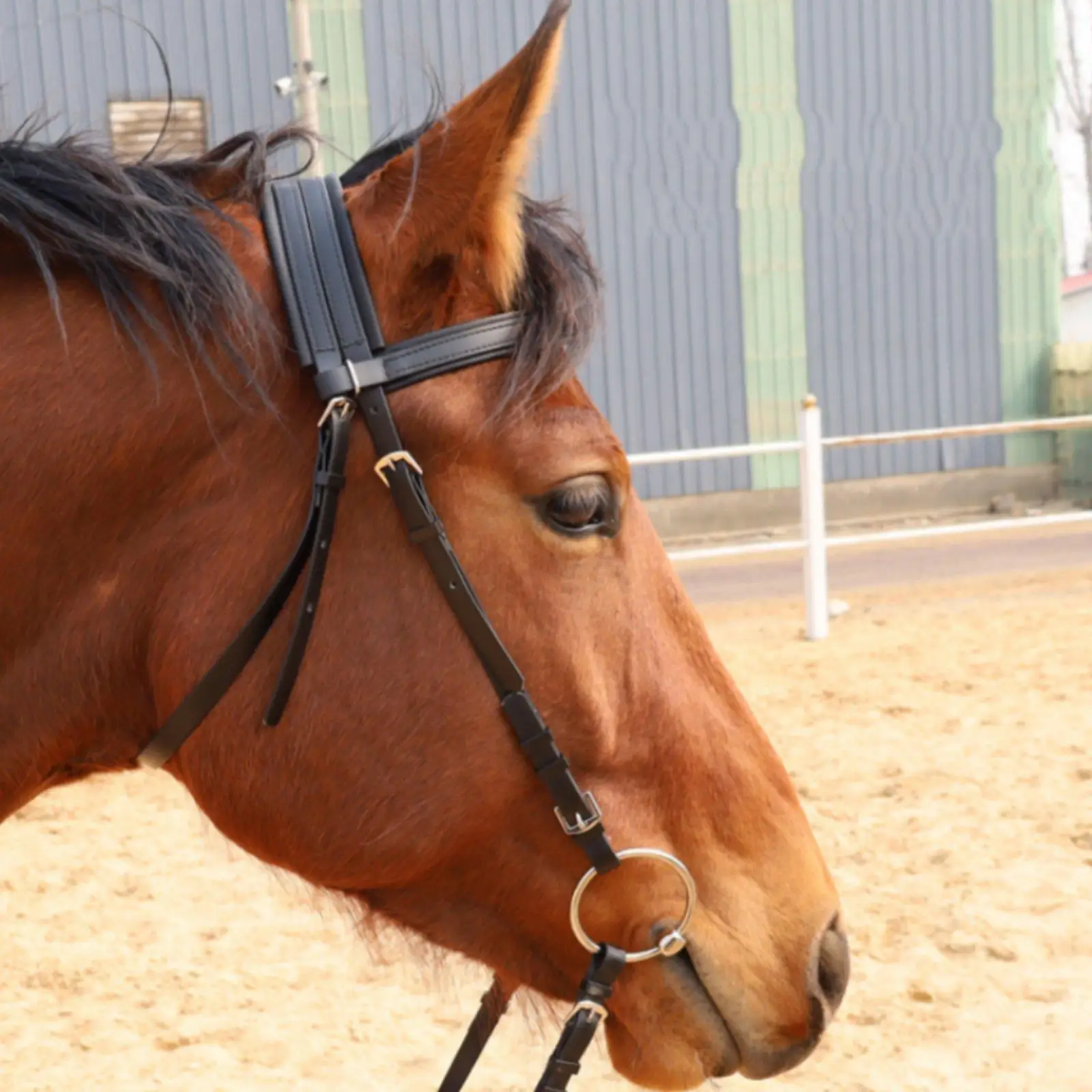 pvc製馬用馬勒（ヘッドストール）とビット、滑り止め手綱、馬術スポーツおよびトレーニング用馬具
