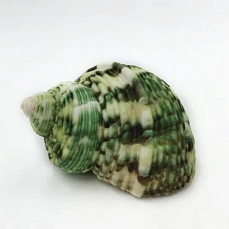 1pc Seashell Large Hermit Crab Shells 5-6cm Natural Hermit Crab Shells 2.4-3cm Opening for Hermit Replacement Shells