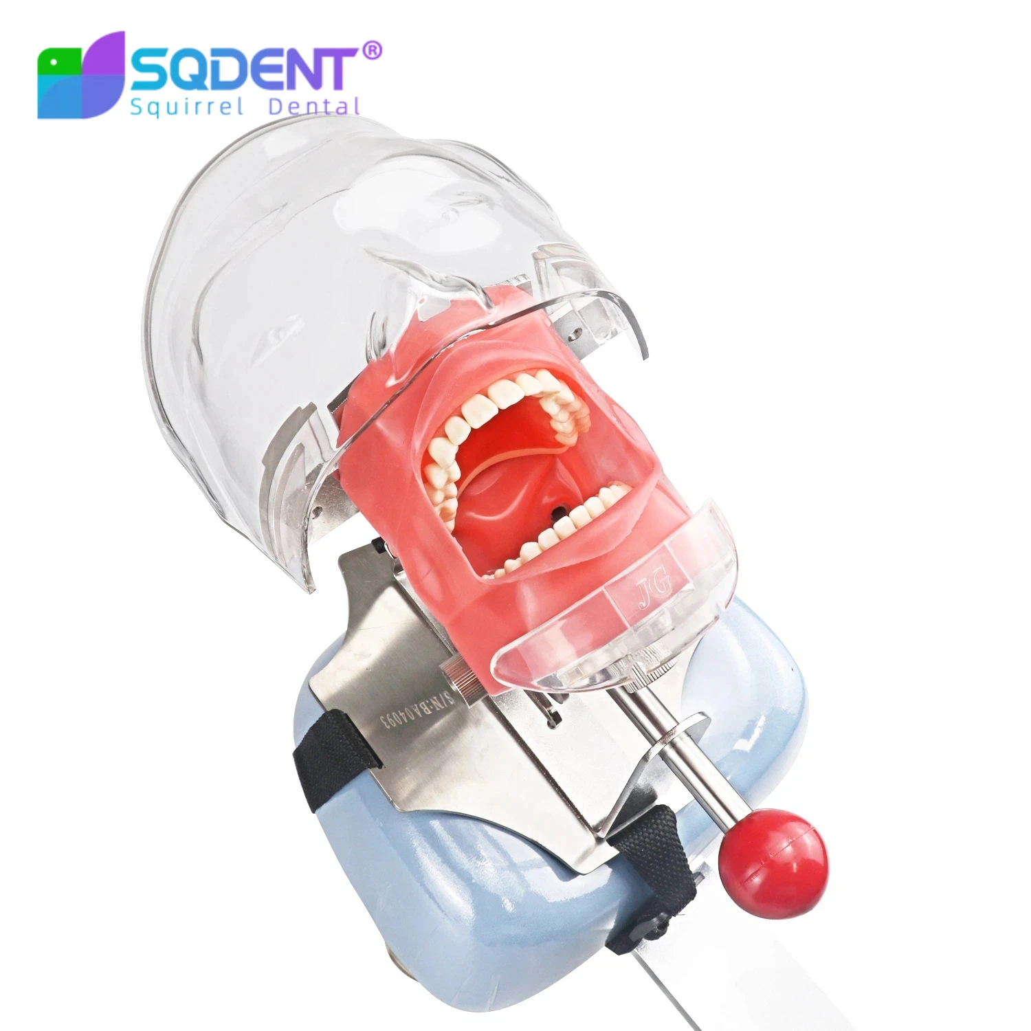 Head Model Dental Simulator Phantom Head for Dentist Education Dentist Teaching /Simple Head Model Phantom for Training Apparatu