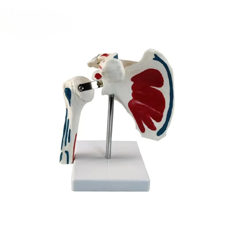 

Teaching Resources Medical Human Skeleton Model Shoulder Joint Model with Muscle Start and End Points