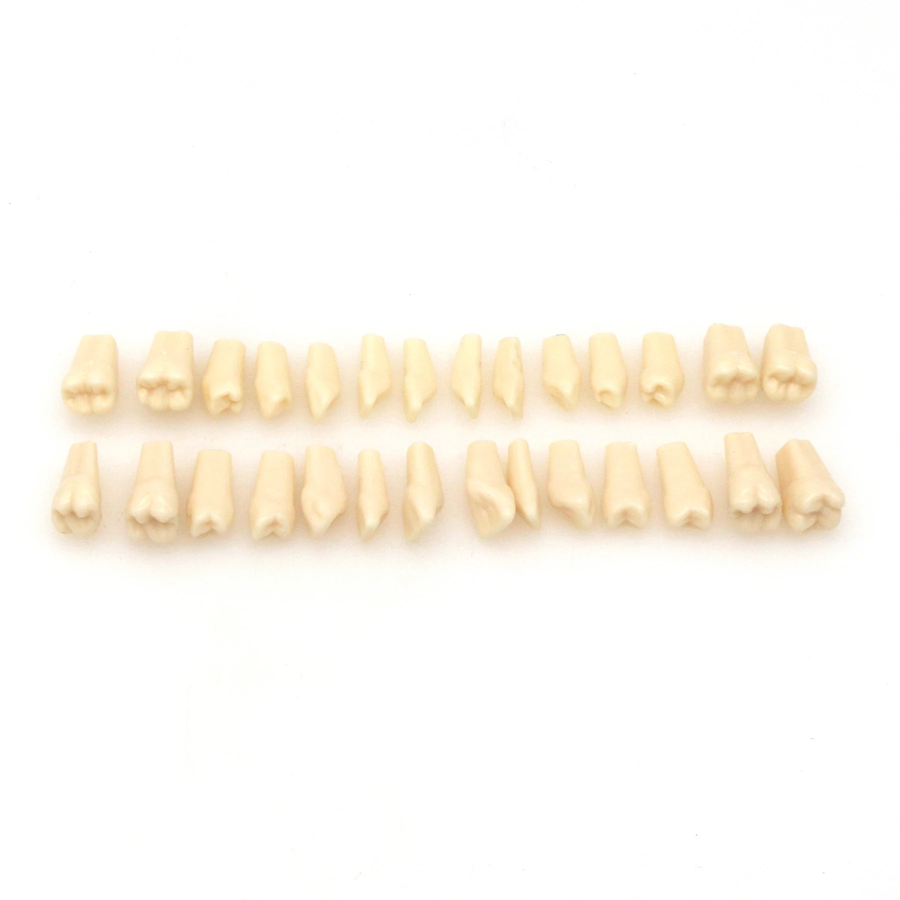 28 قطعة للأسنان تناسب Frasaco ANA-4 Typodont استبدال المسمار في الأسنان نموذج M8021 #5