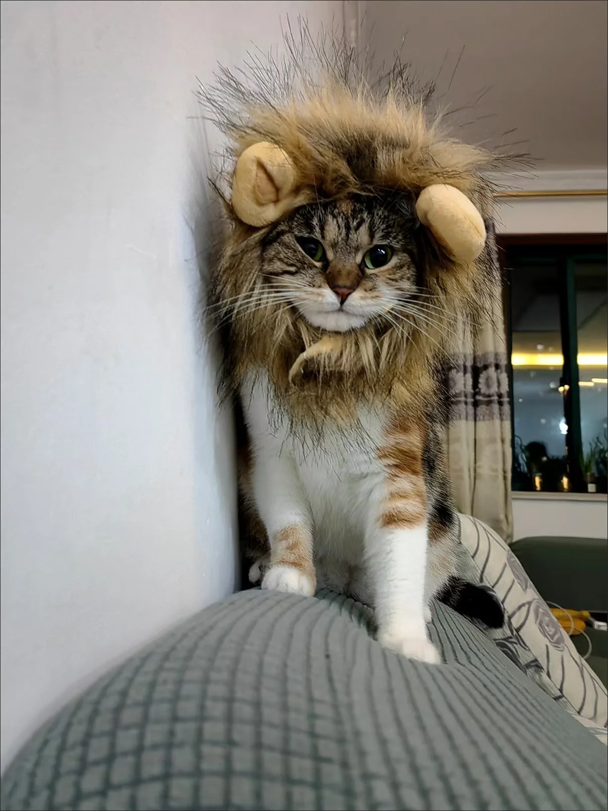 Costumi per gatti cappelli per gatti parrucca per criniera di leone per cani per animali domestici vestiti comodi e lavabili regolabili