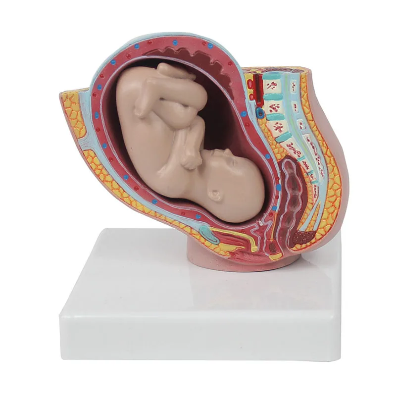 Human Pregnancy Fetal Development 9Th Month Embryonic Pelvic Model Fetus Foetus Pregnancy Anatomy Of The Placenta Model