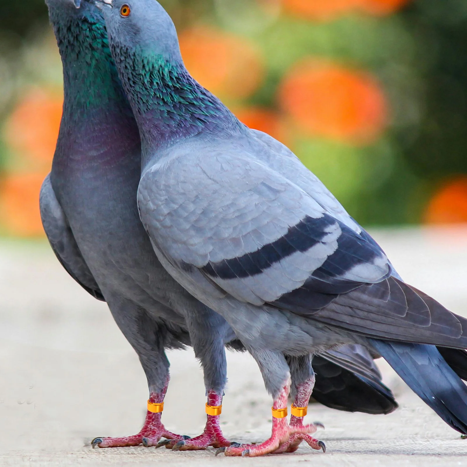 

10pcs Aluminium Pigeon Leg Rings Reusable Bird Training Bands For Identification Lightweight Durable Foot Bands Homing Pigeons