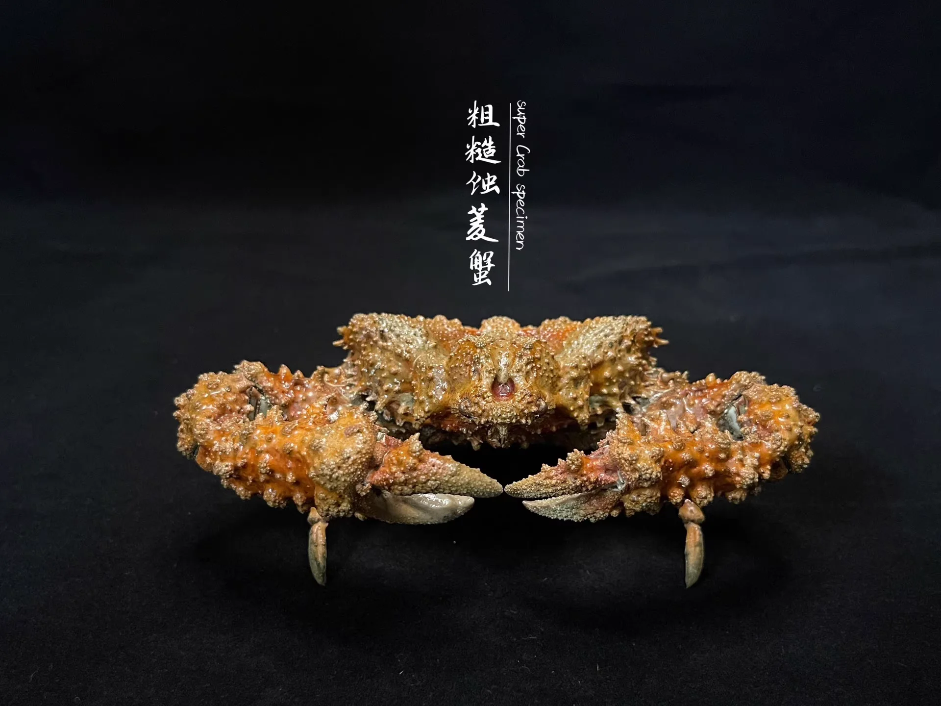 

Real Crab Specimens, Handicrafts, Marine Life Collectibles, Alien Crabs, Natural Home Ornaments, Office Desk Ornaments