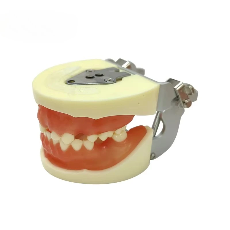 

Oral ImplantS Operation Training DentalS ImplantS Practice Model