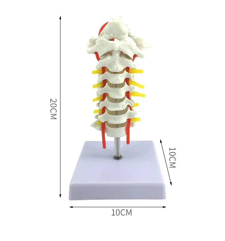 

Cervical band Neural skeleton model skeleton Medical teaching model free shipping