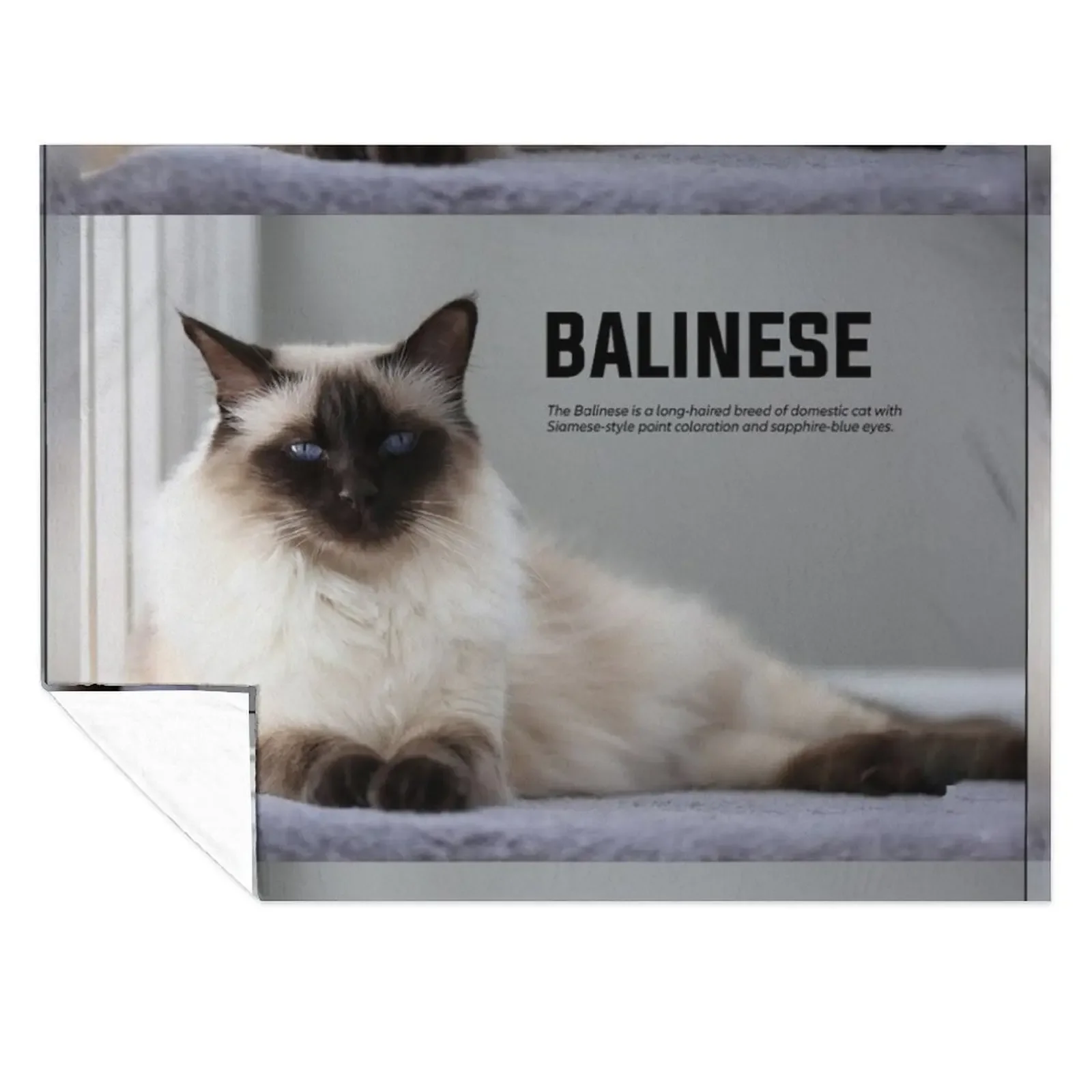 

Balinese Cat Breed Throw Blanket Thins Luxury Picnic Bed covers Blankets