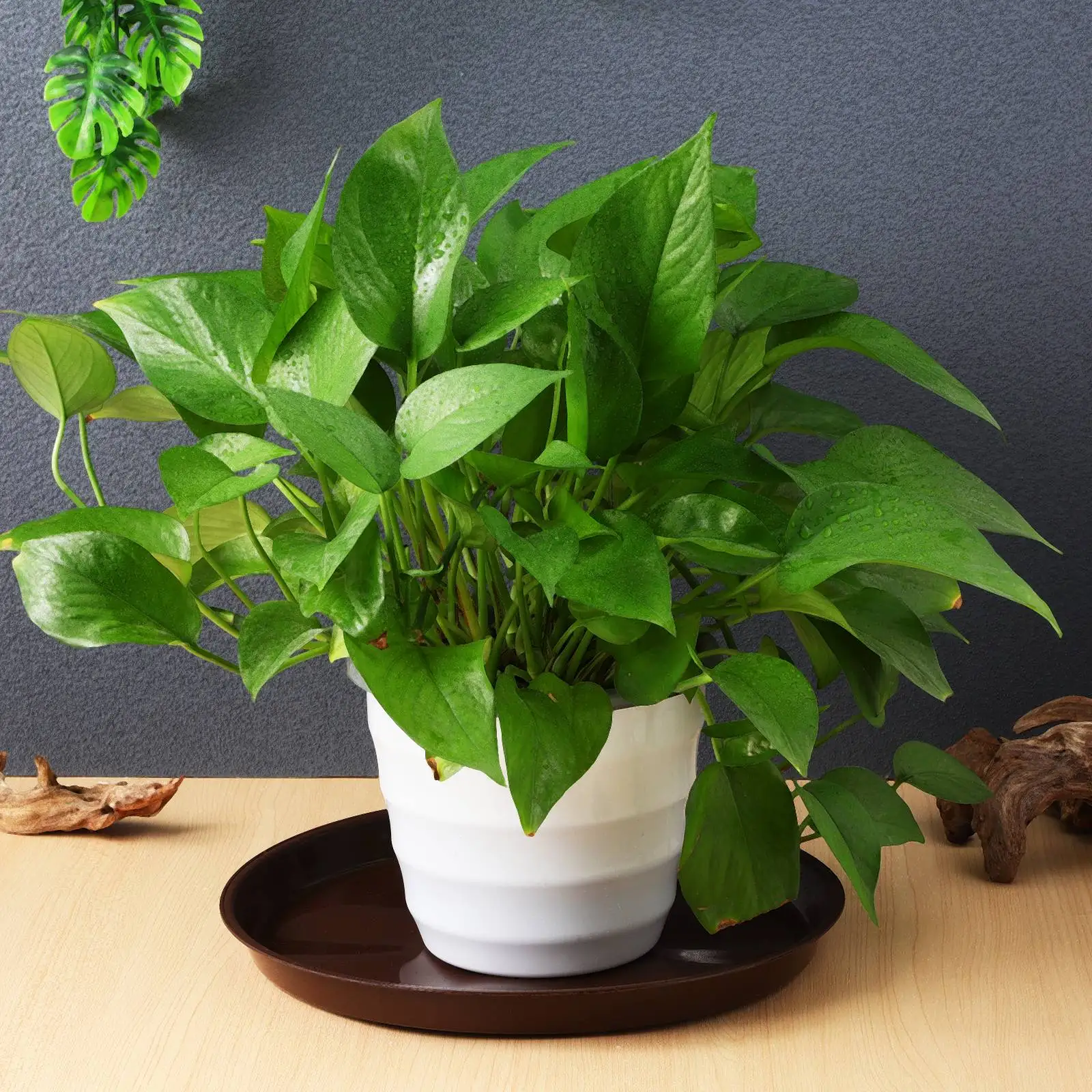 

5 Pcs Plant Pot Trays 26CM Diameter Coffee Color Reusable Plastic Saucers for Garden Balcony Round Drip Plates