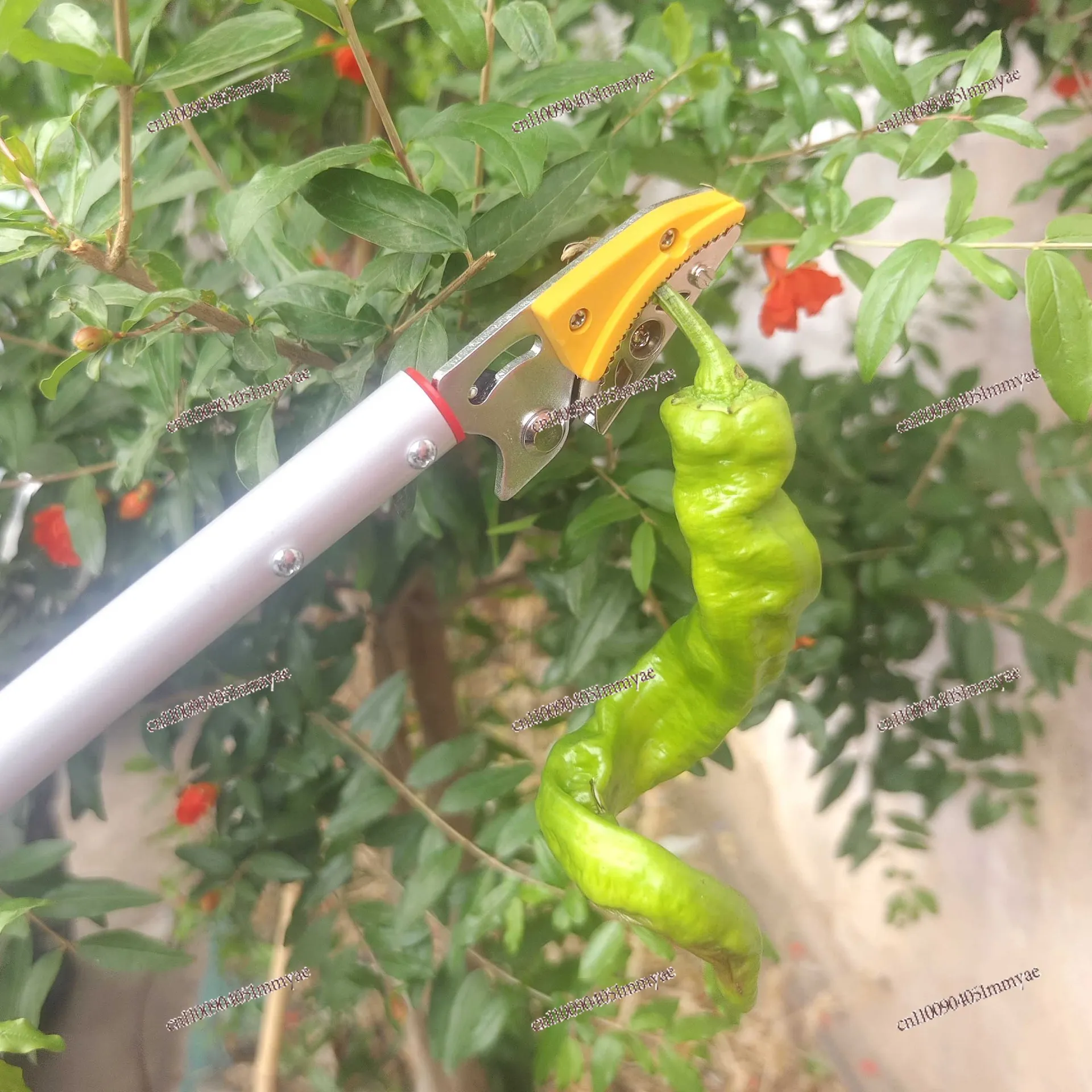 Rose lift and cut grass flowers special new gardening picking shears