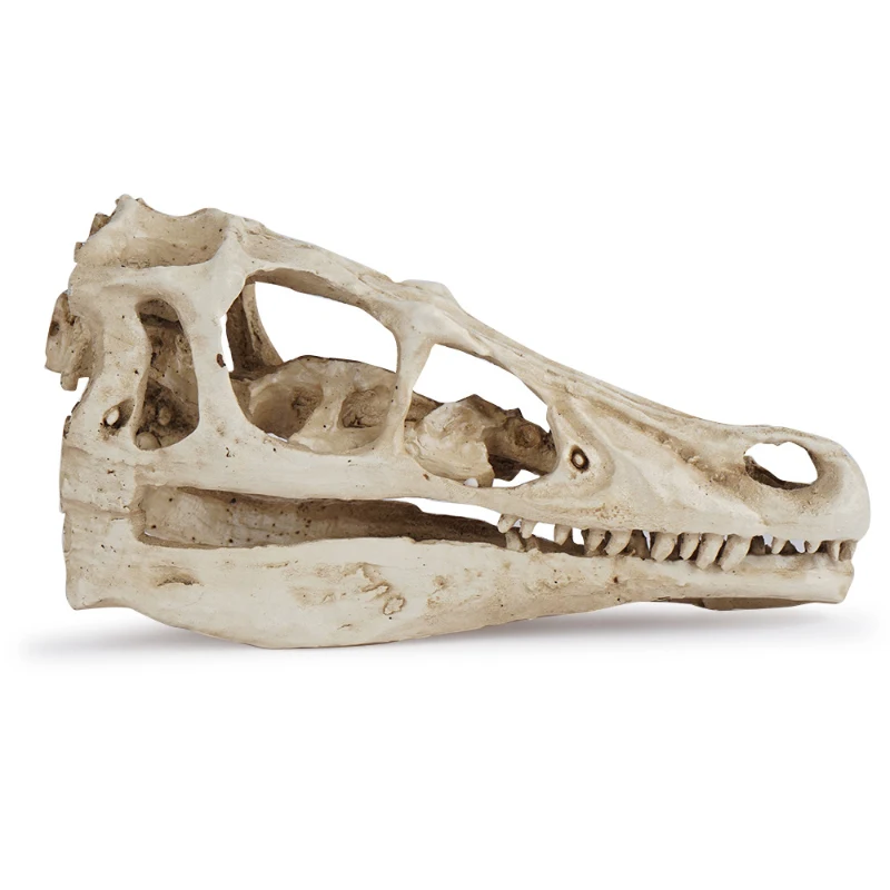 Resin Skull Velociraptor Model Dinosaur Skull Zoo Skull Specimen Display Teaching Reference Sample