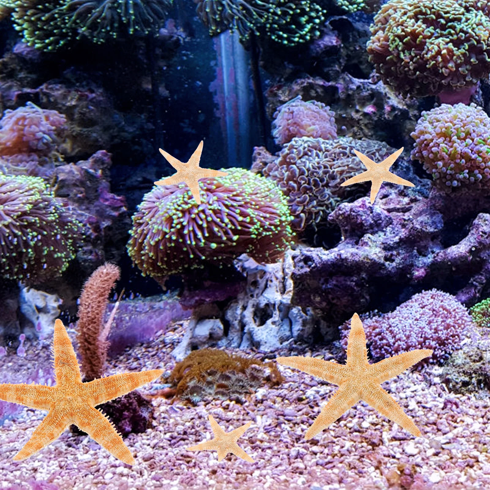 

100 Pcs Decoration Natural Coastal Home Natural Decor DIY Aquarium Desktop Adorn Landscape Ornament Craft