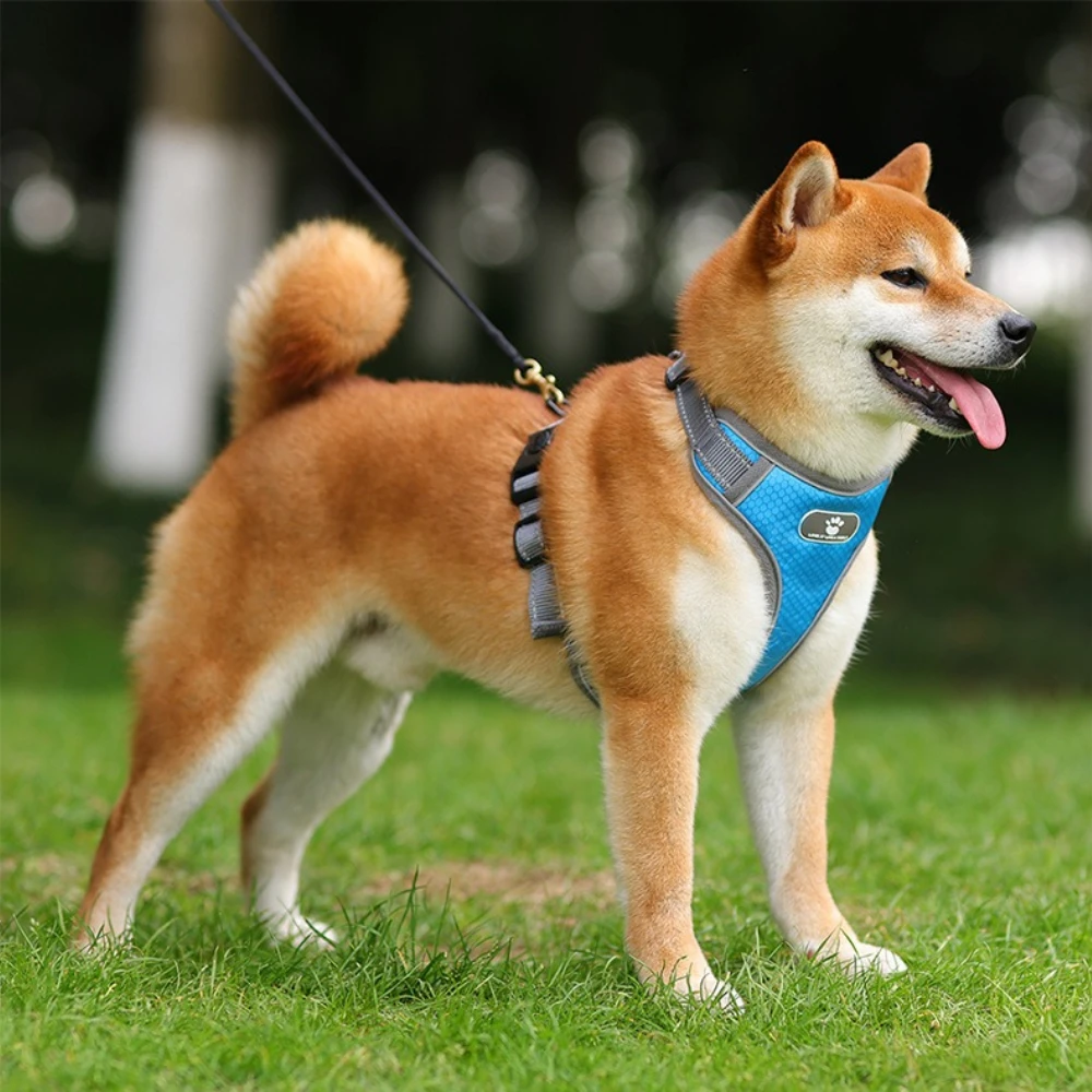 Harnais et laisse réfléchissants anti-évasion pour chien - Harnais de poitrine anti-traction pour chiens de taille moyenne et grande (Bébéfrançais, Samoyède)