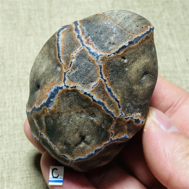 

Natural Inner Mongolia turtle back stone mineral specimen teaching supplies home decoration