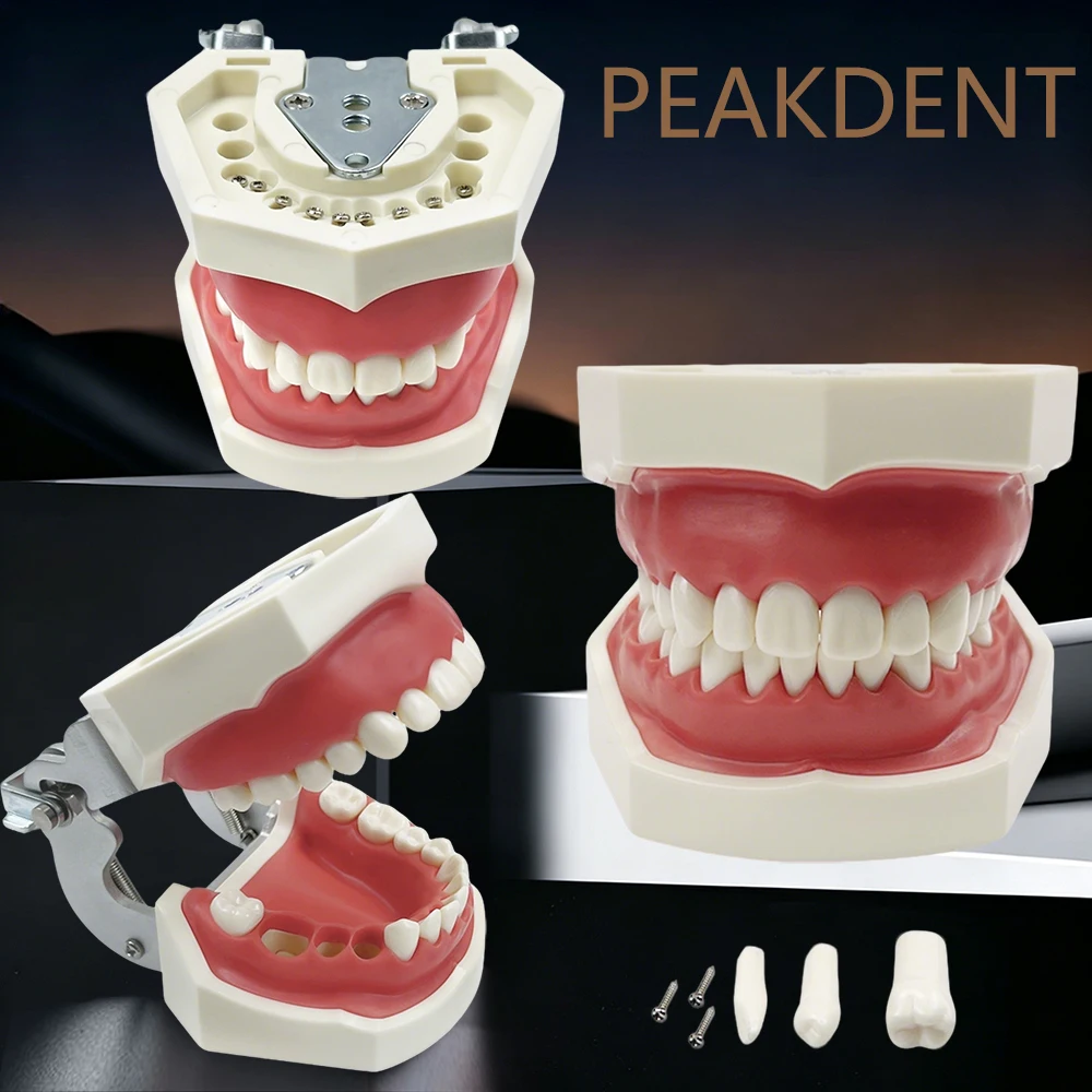 

28/32 Dental Typodont Model Dental Technician Practice Training Jaw Typodont Teeth Model With Soft Gum Standard Dental Model