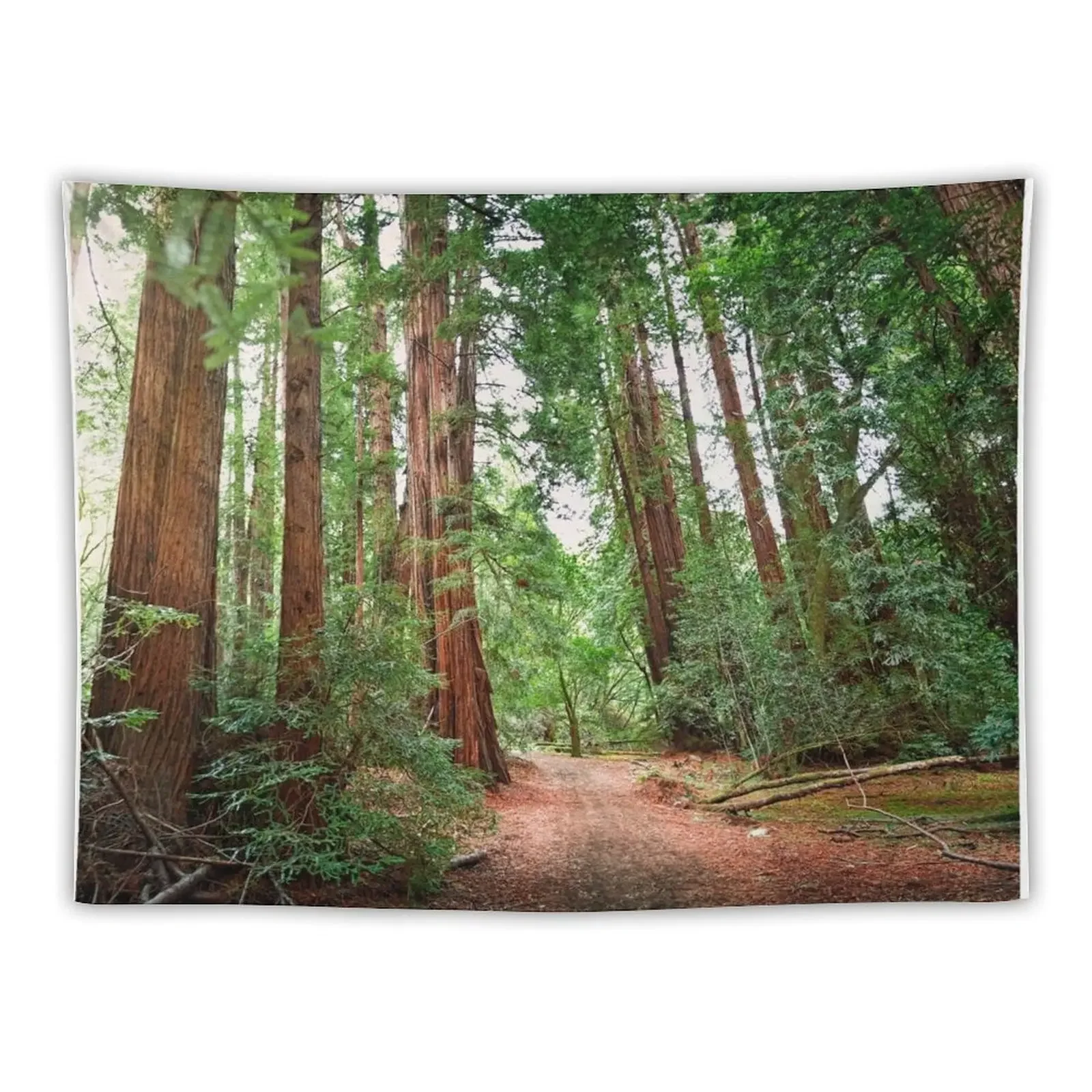 Muir Wood Redwoods Tapestry Aesthetics For Room Wall Mural Tapestry