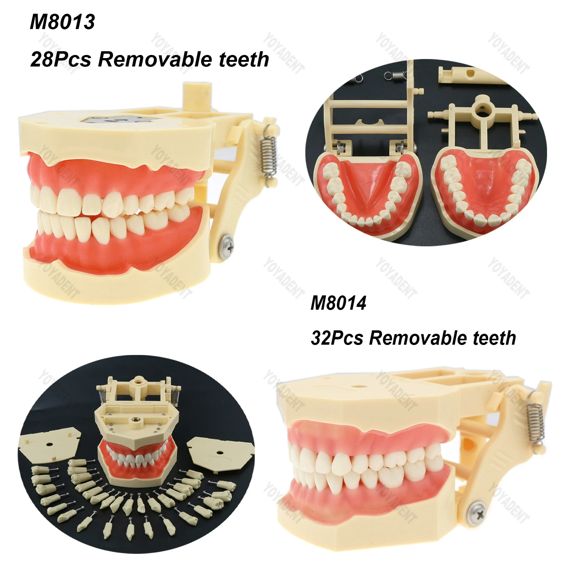 

Dental Teeth Model 28/32Pcs Tooth Screw-in Replacement Similar Frasaco ANA-4 ANA-3 For Restorative Operative Simulation