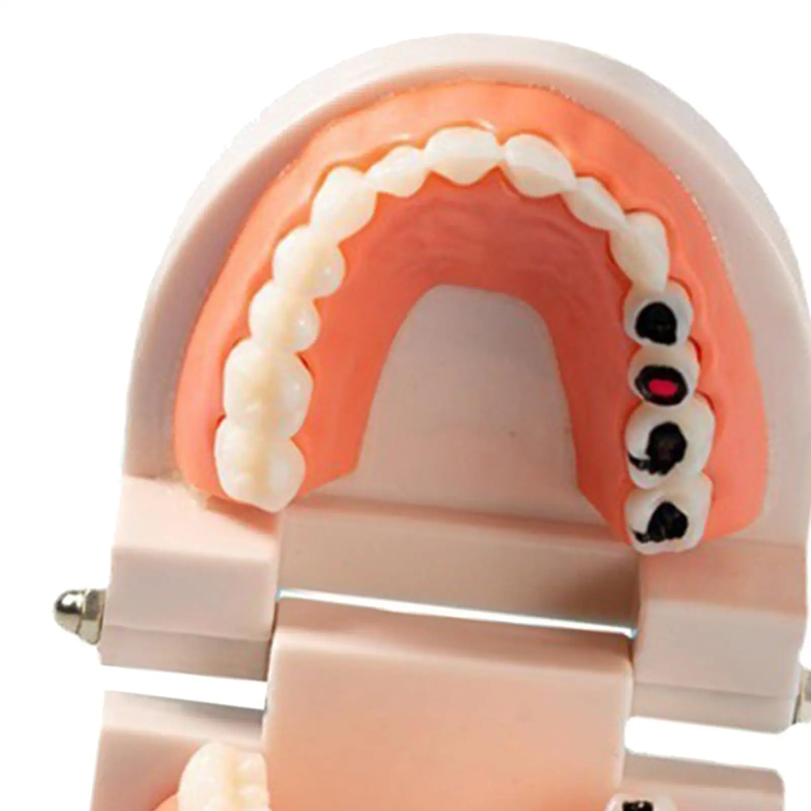 PVC Teeth Model for Kids Tooth Brushing Teaching 1 1 Dental Demonstration Tool Educational Toy for Classroom and Home Learning
