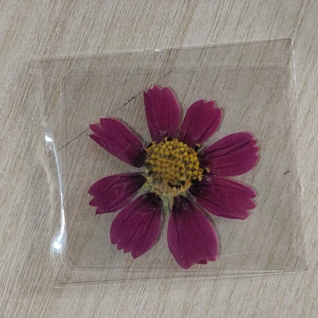 

100Pcs Cosmos Flower Real Flower Pressed Flower Specimen Pressed Flower Table Lamp Candle Sticker Dried Flower DIY Materials