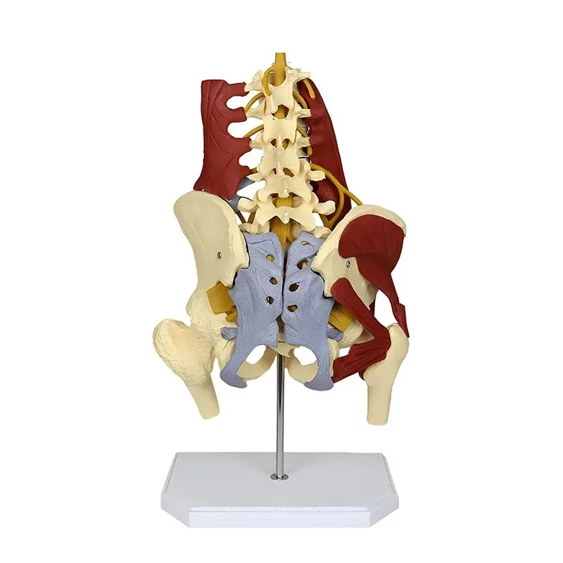 Anatomy Human Pelvis Anatomical Model with Pelvic Floor Muscle Lumbar Spine，Muscle Medical Supplies Teaching Educational Tool