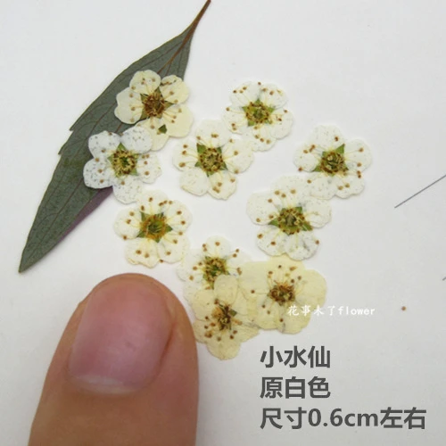 

Dried Crocus Flowers Pressed Flower Specimens Dried Flower Phone Case Real Flower Material Kit DIY 100Pcs