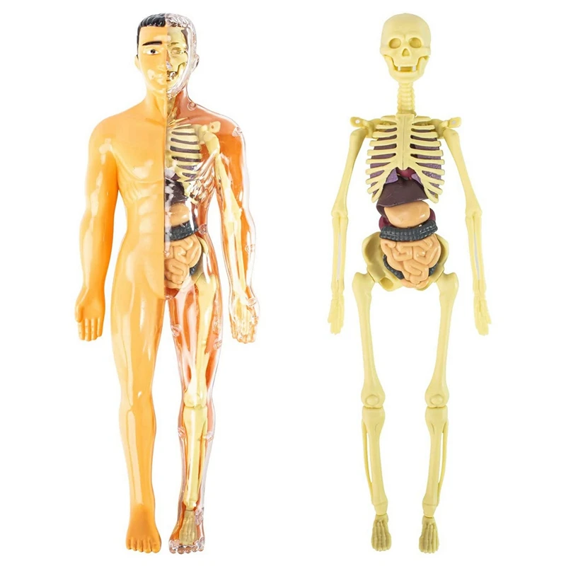 3X 3D Human Body Anatomy Model Children Plastic DIY Skeleton Toy Science Early Learning Aids Educational Toys