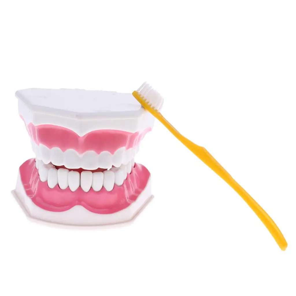 2 pezzi in materiale PVC grande modello umano con spazzolino da denti dentista aula laboratorio strumenti didattici giocattoli educativi per studenti