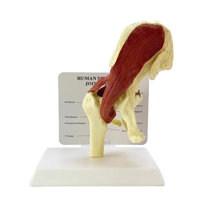 Life Size Human Hip Joint Anatomy Model Including Muscles, Bones, And Nerves Medical Teaching Demonstration Teaching Tool