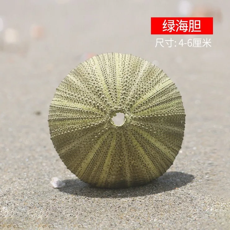 6 pcs Mini Natural Sea Urchins Shells Air Plant Holders Display Container For Decor Beach Theme Party