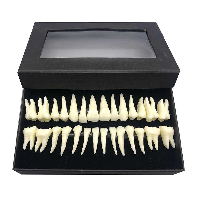 Dentist Dentals Implants Practice Product, Tooth Pattern, Permanent Dentals Demonstration, 28- Teaching Study Model, 1:1