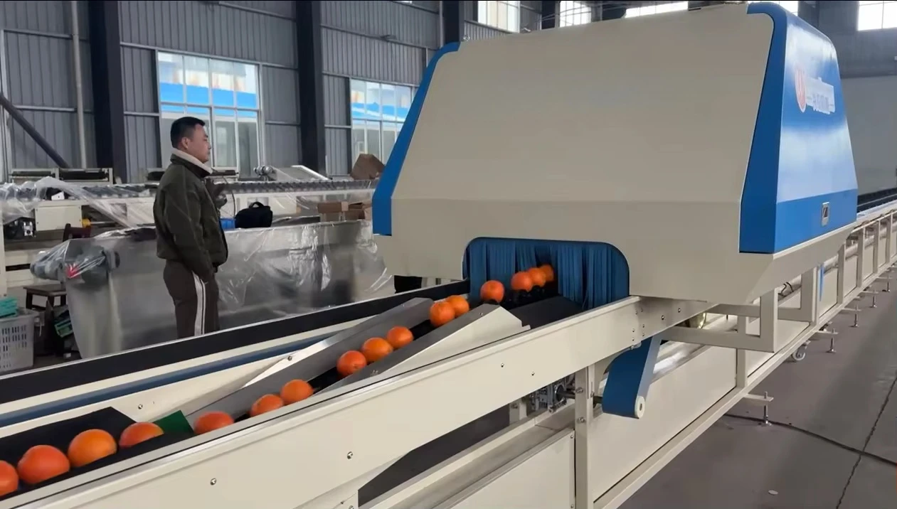 Medium Multifunctional Fruit Sorting Machine for Navel Orange Raw Material Screening-Automatic Sorter for Fruit Processing Plant