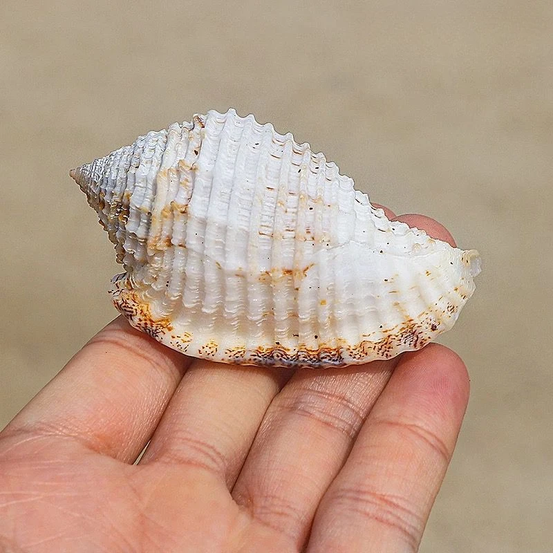 Checked Wrinkled Snail Specimen Natural Rare Conch Fish Tank Aquarium Landscaping Decoration Creative Home Collection Ornament