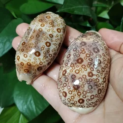 2 PCS Eyed Cowrie Shell Talparia Argus Serpent's Head Cowrie Sea Shells Home Decoration Aquarium Landscaping Shell Ornaments