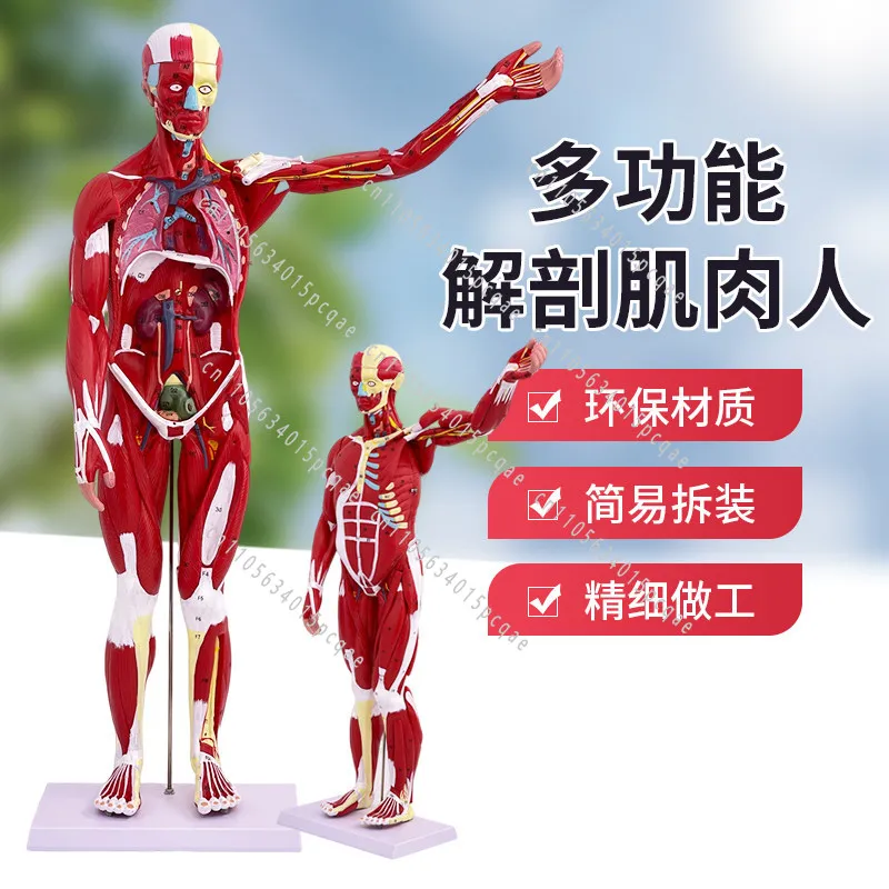 Human Body Muscle Model, Internal Organs, Anatomical Structure and Organization, Removable Sports Medicine Teaching