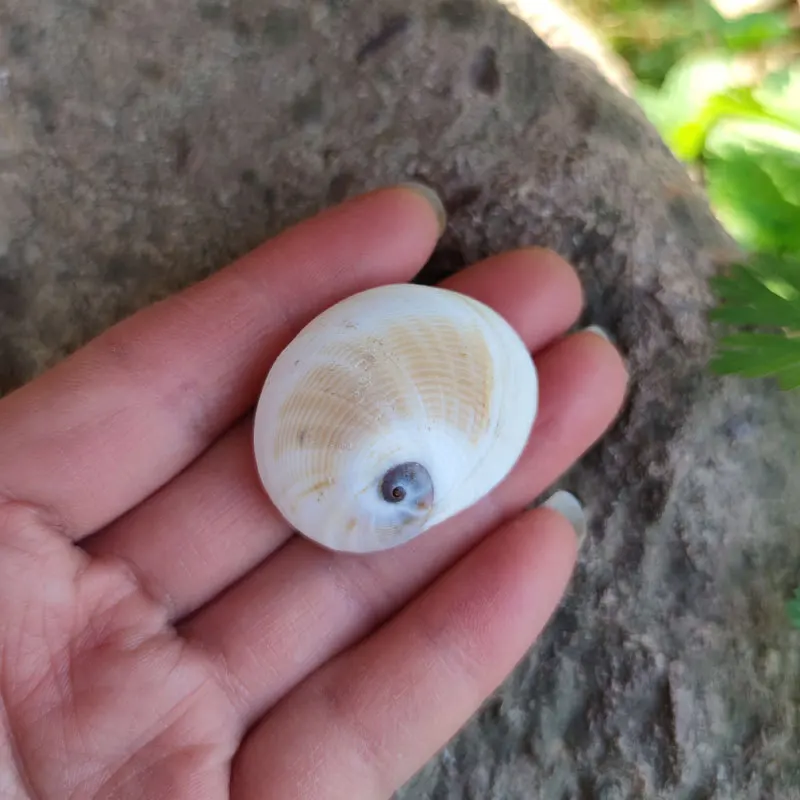 Natural White Shell Material Mediterranean Home Decor Wall Sticker DIY Base Kindergarten Artwork Conus Gloriamaris 2.5-3.5cm - Image 4