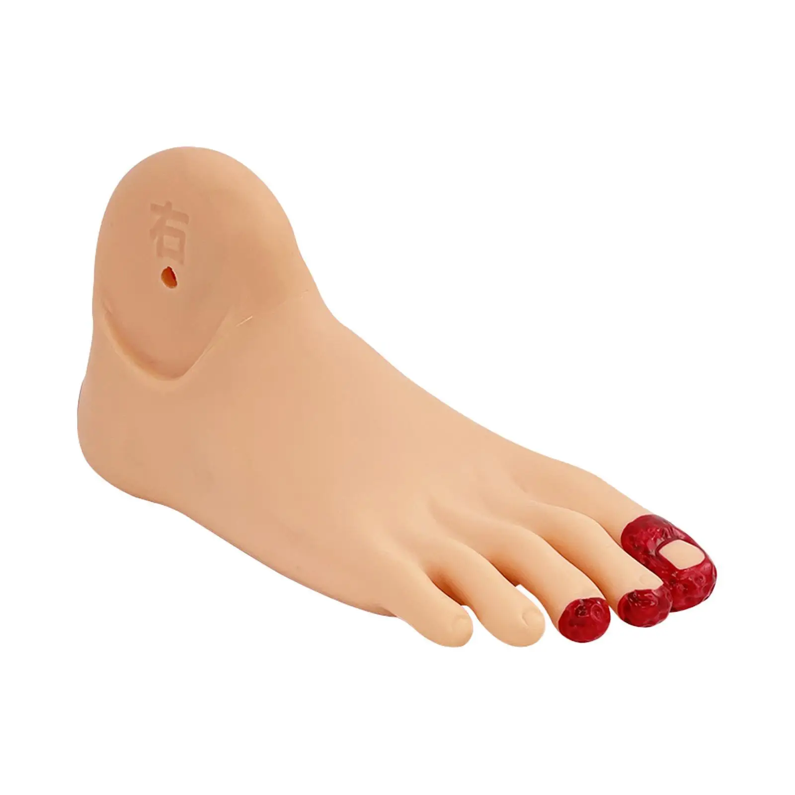 Diabetes Foot Nursing Model for Medical Study Science Classroom Science
