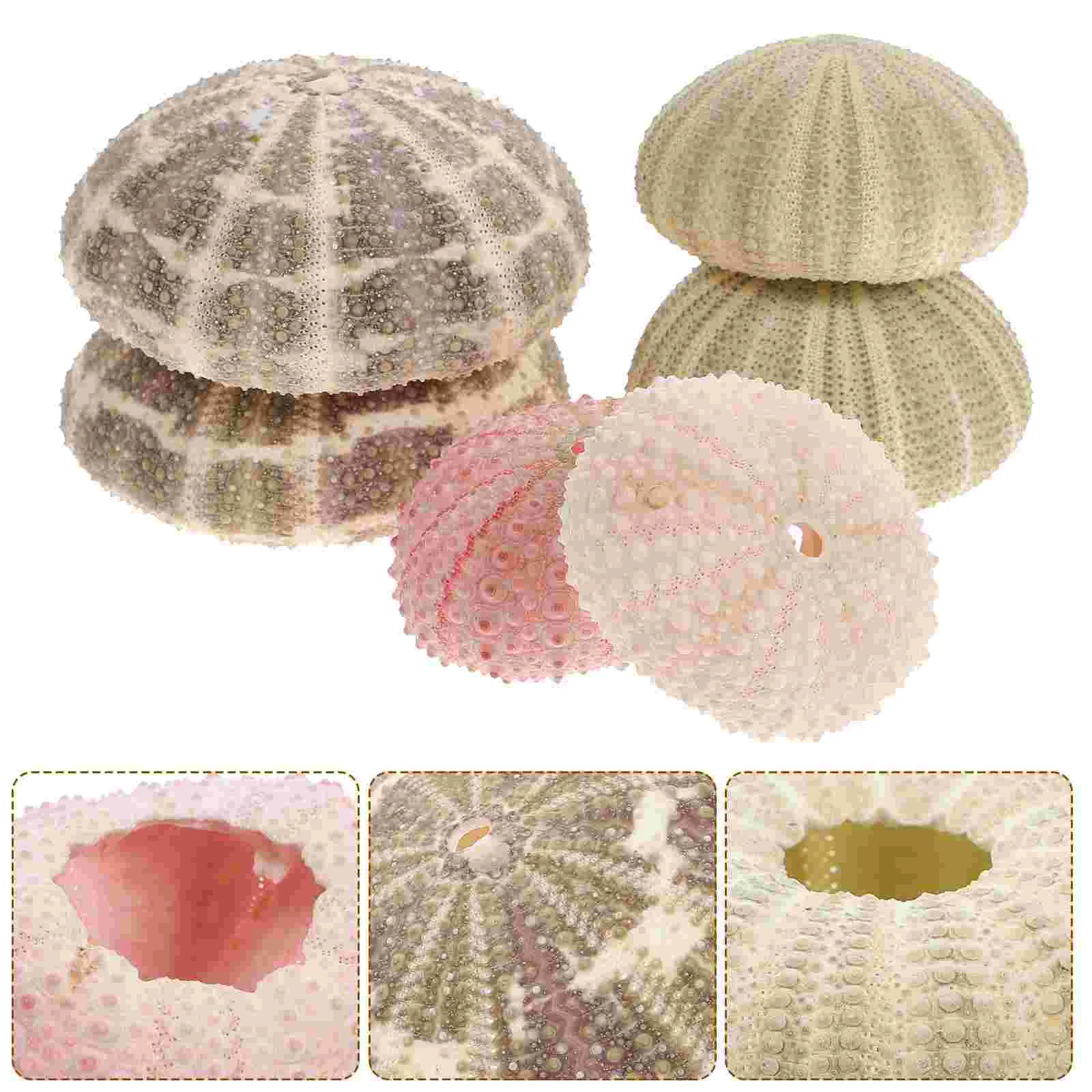 

6 Pcs Sea Urchin Shell with Pineapple DIY Crafts Supply Decorate Decoration Design Flowerpot Fish Tank Decors