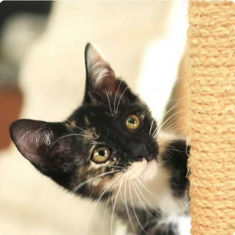 DIY Sisal Rope for Cat Trees - Replacement Scratching Post Climbing Frame Rope to Sharpen Cat's Claws image 6